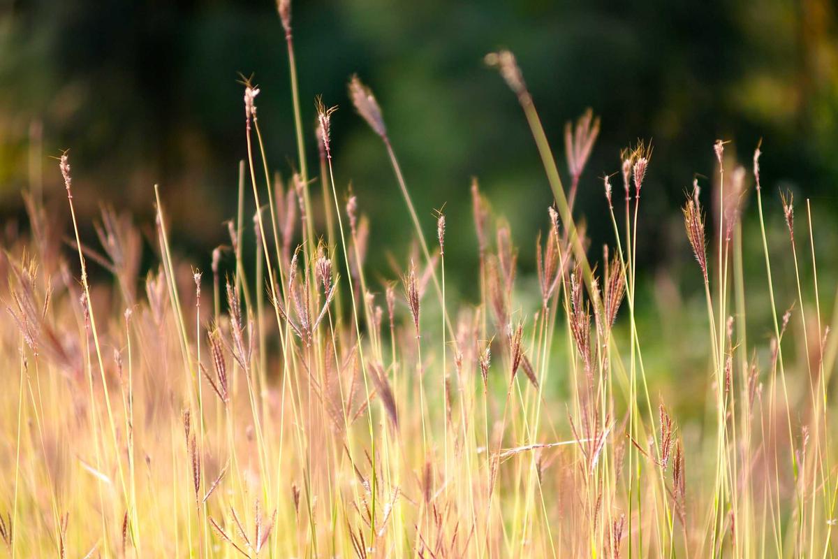 Honor 600 Series Tawarkan Standar Baru Smartphone Premium, Berapa Harganya?