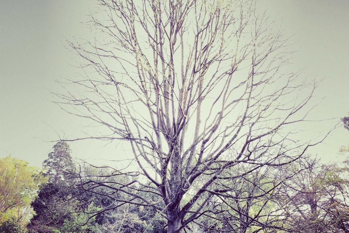 Vivo Rilis Smartphone Baru Awal 2026, X300 Pro Jadi Andalan