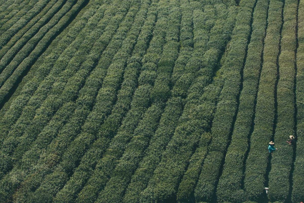 10 Hp Samsung Terbaik 2026: Rilisan Terbaru & Fitur AI Lengkap