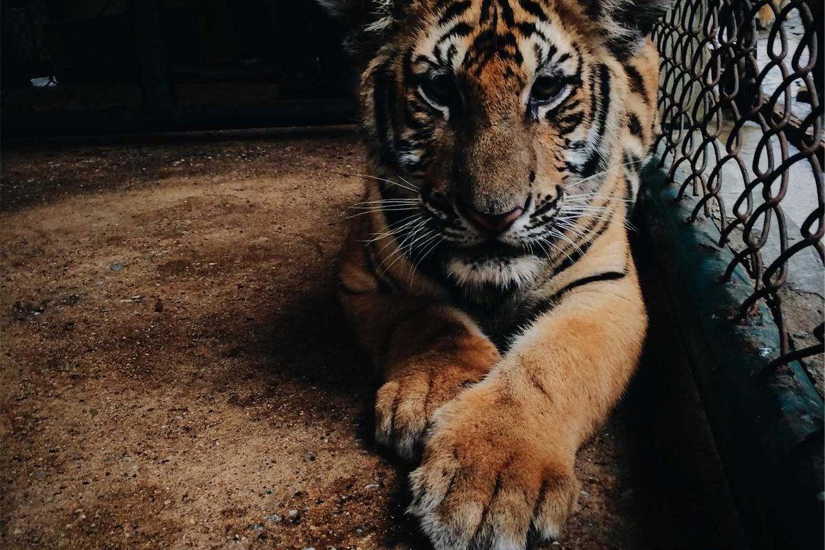 10 Hp Samsung Terbaik 2026: Rilisan Terbaru & Fitur AI Lengkap